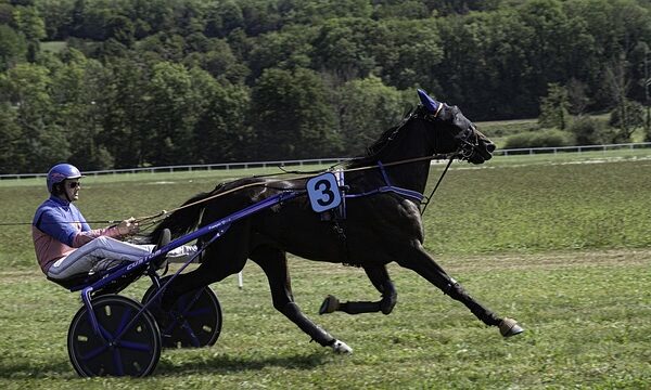 Belley relance son offre PMU : le retour triomphal des paris hippiques en centre-ville
