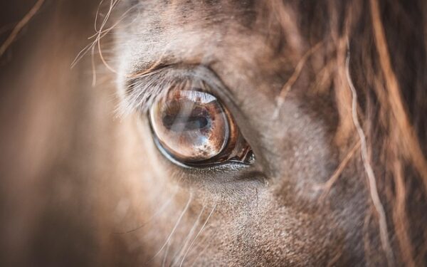 Les derniers bistrots PMU des Yvelines : trois institutions à visiter absolument