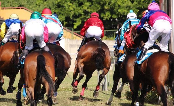 Box chevaux : les normes essentielles pour optimiser le bien-être de votre équidé