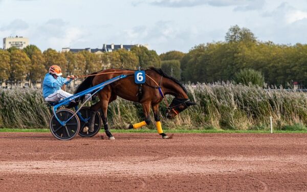 Butox équin : le guide complet du traitement antiparasitaire pour chevaux de course