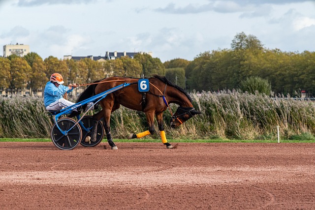 Butox équin : le guide complet du traitement antiparasitaire pour chevaux de course