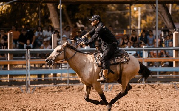 Les chevaux les plus beaux du monde : morphologie, élégance et prestige