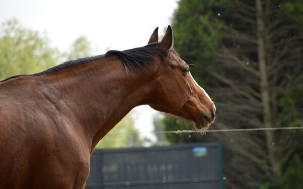 Le Derval : comment deux frères ont sauvé leur bar-tabac PMU en Loire-Atlantique
