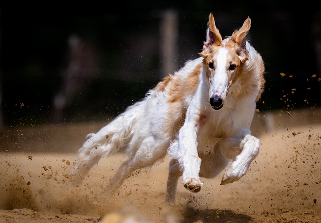 Maîtriser le Dessin de Tête de Cheval : Guide Complet pour les Passionnés de Turf