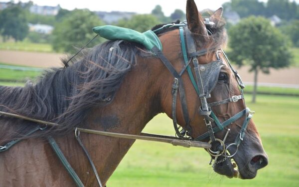 Eric Woerth à la tête du PMU : le pari politique qui pourrait relancer les courses hippiques