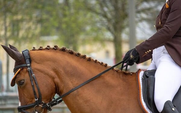 Formation vétérinaire équine 2025 : les parcours pour devenir expert du bien-être des chevaux