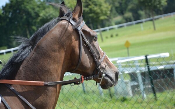 Addiction au PMU et fraude comptable : comment un million d&rsquo;euros a disparu en fausses factures