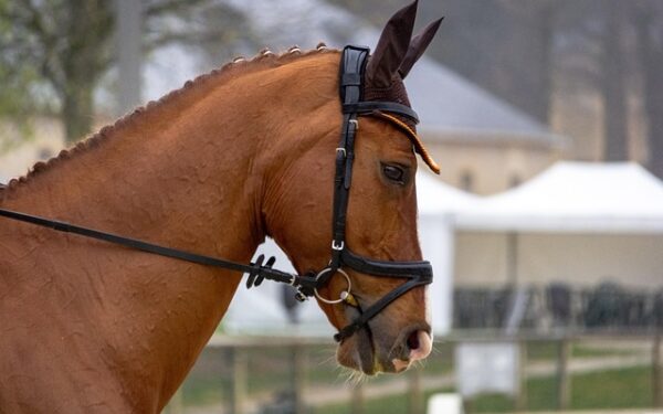 L&rsquo;Indre fait le buzz : deux gagnants du PMU empochent plus de 100 000 euros en trois semaines