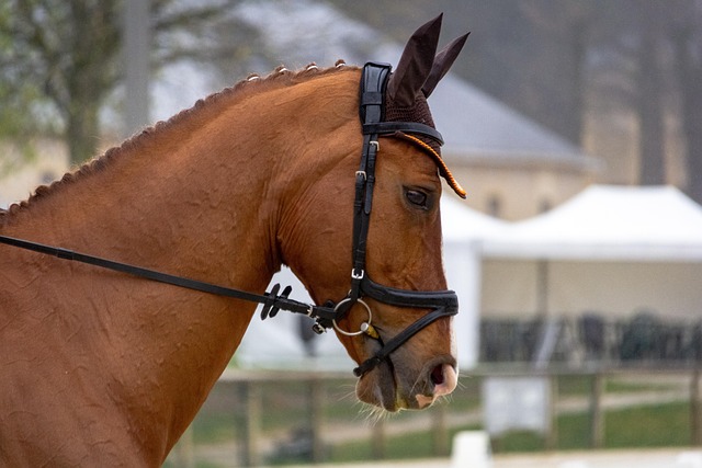 L&rsquo;Indre fait le buzz : deux gagnants du PMU empochent plus de 100 000 euros en trois semaines