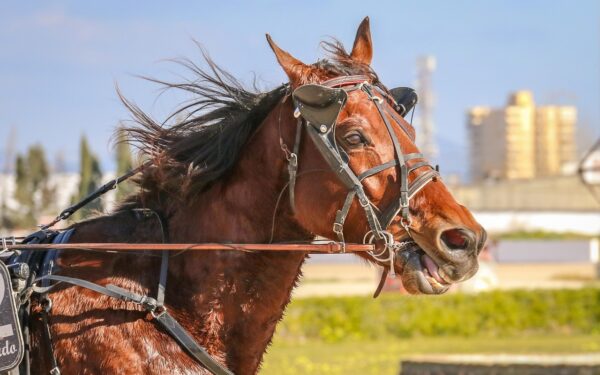 Les courses hippiques, un secteur d&rsquo;excellence en péril : les stratégies de la filière pour renouer avec la grandeur