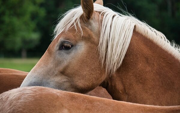 Maîtriser le PMU : Stratégies gagnantes et techniques de pari pour tous les niveaux