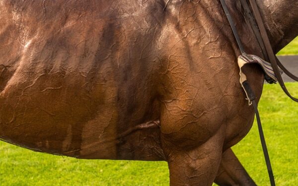 Maîtriser le report PMU : la stratégie gagnante pour booster vos mises