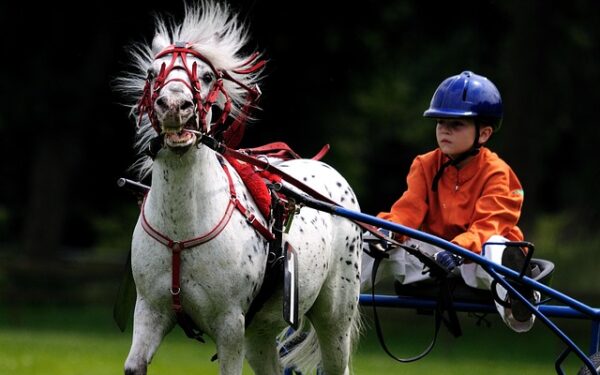 Le Métavers : Nouveau Repaire des Passionnés d&rsquo;Hippisme et de Convivialité
