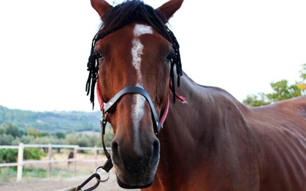 Ostéopathie équine : l&rsquo;arme secrète des propriétaires pour maximiser la performance de leurs chevaux