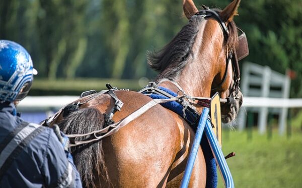 Un parieur du Sud-Manche remporte 216 284 € : le coup de génie du PMU