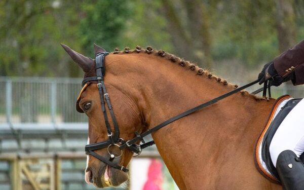 PMU+ en Point de Vente : L&rsquo;Alliance Gagnante Entre Tradition et Technologie