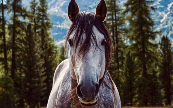 PMUmobile : L&rsquo;application indispensable du turfiste moderne en 2025