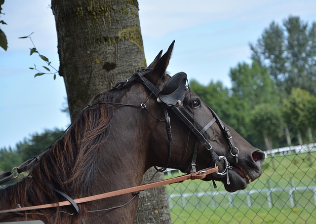 Quinté du Jour PMU : Analysez les Résultats et Optimisez Vos Gains