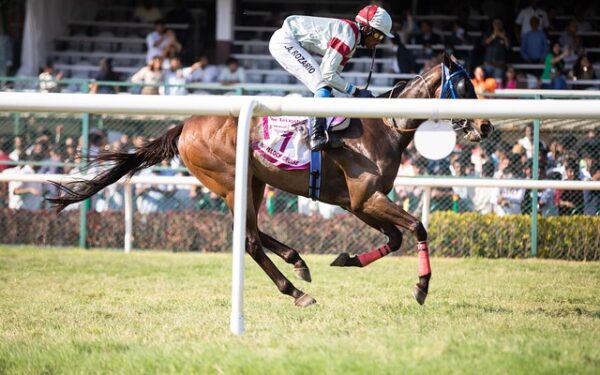 Quinté Plus Pau : Gardons le Sourire, le cheval qui fait rêver les turfistes