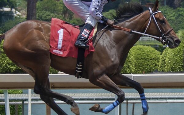 Réclamation PMU : Défendez vos droits de parieur avec assurance