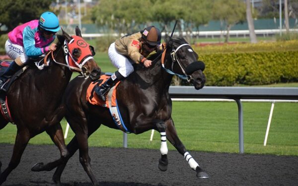 Les règles essentielles du PMU décryptées : votre guide complet pour parier avec assurance