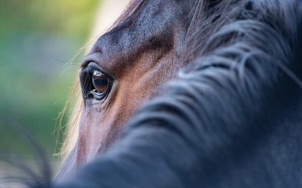 Les vrais tarifs des paris PMU : décryptage complet des mises en 2025