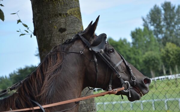 Tiercé du 16 décembre à Pau : Emid&rsquo;Io Pepe impose sa loi, découvrez l&rsquo;analyse complète