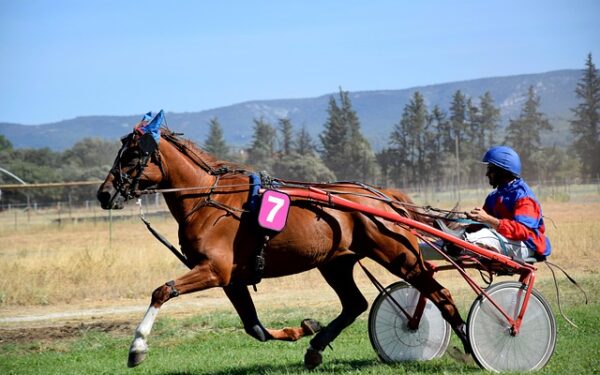 Tiercé du 6 décembre à Vincennes : Lovino Bello crée la surprise avec une arrivée inattendue