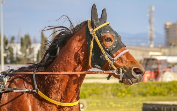 « Une équipe exceptionnelle » : comment les bénévoles maintiennent vivantes les courses hippiques de Senonnes-Pouancé