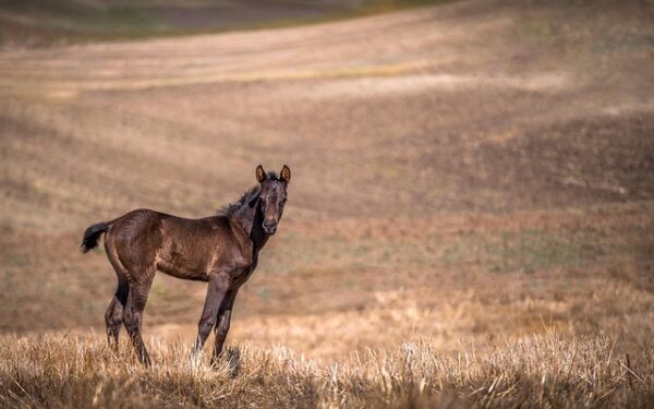 Vendre son cheval : stratégies gagnantes pour propriétaires équins
