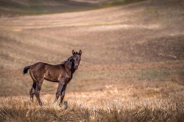 Vendre son cheval : stratégies gagnantes pour propriétaires équins