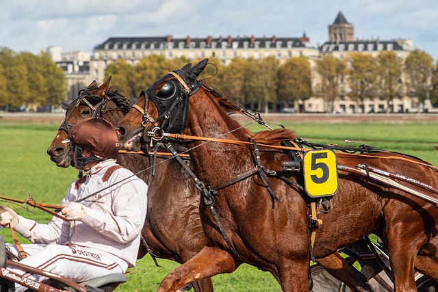 Vitesse du cheval de course : les chiffres qui impressionnent les turfistes